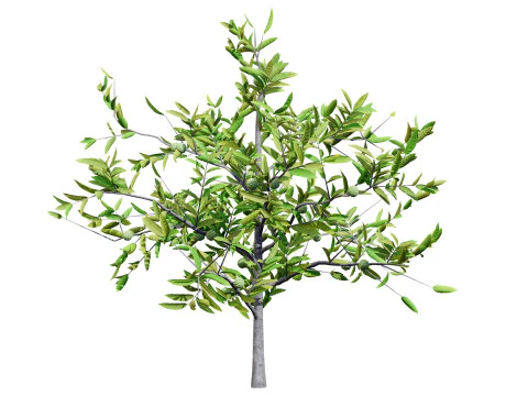 Annona squamosa - Realistic 3D Model