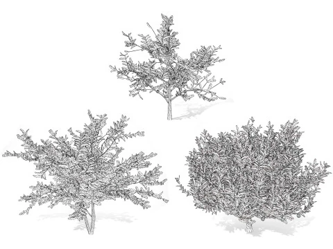Annona squamosa - Realistic 3D Model