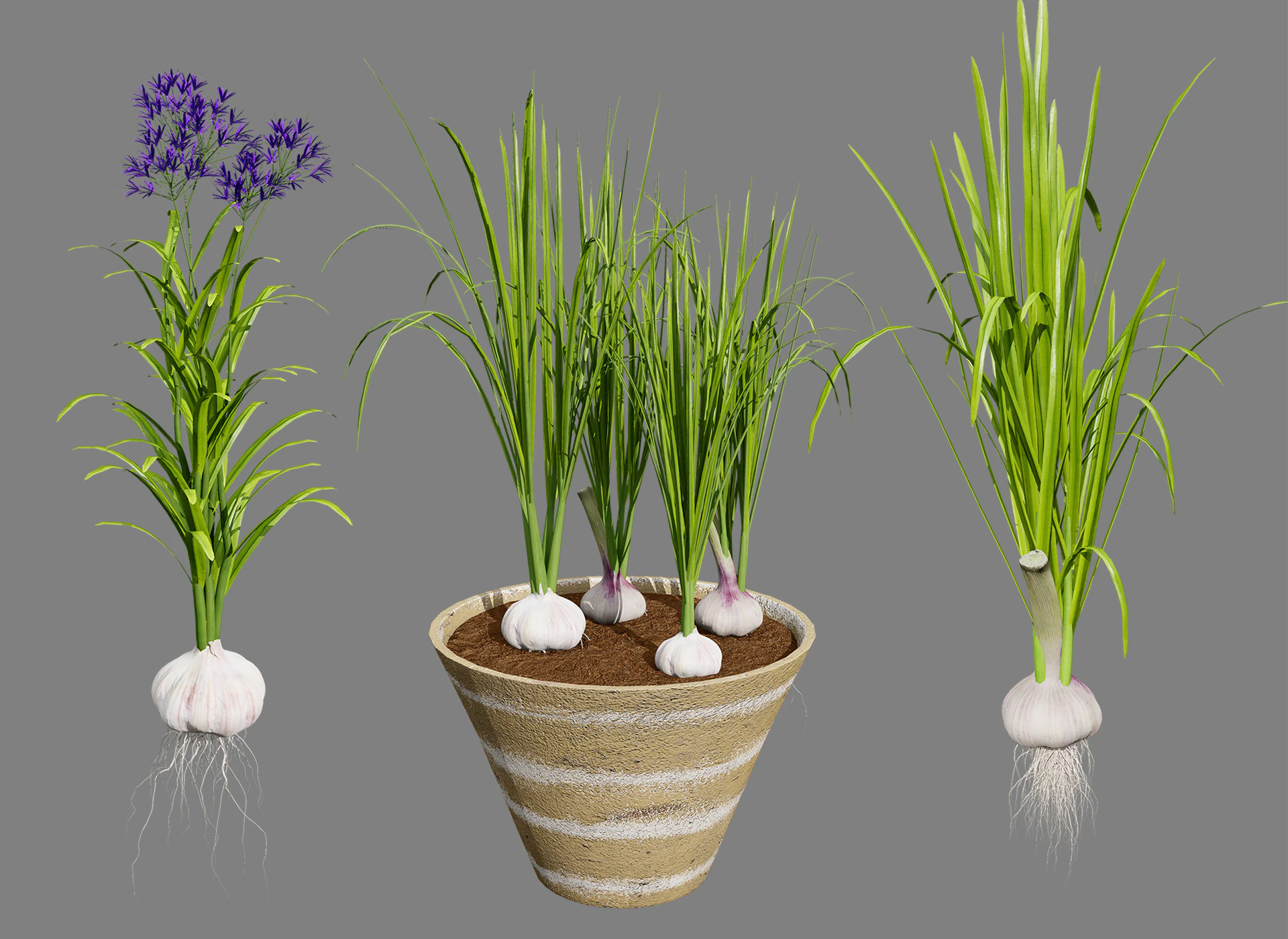 Cole&ccedil;&atilde;o de plantas de alho Modelo 3D .c4d .max .obj .3ds .fbx .stl .blend 
