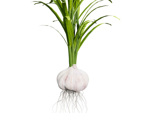 Garlic plant collection Modello 3D