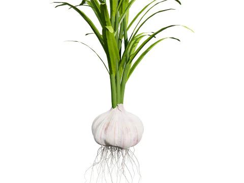 Cole&ccedil;&atilde;o de plantas de alho Modelo 3D