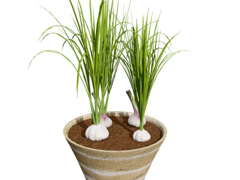 Garlic plant collection Modello 3D