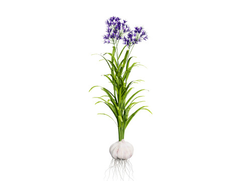 Garlic plant collection Modello 3D