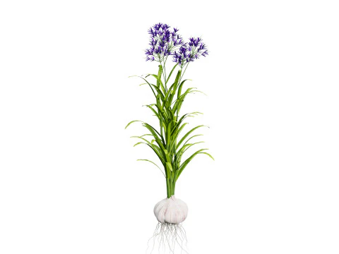 Cole&ccedil;&atilde;o de plantas de alho Modelo 3D