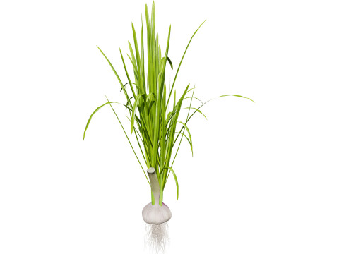 Garlic plant collection Modello 3D