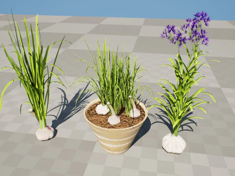 Cole&ccedil;&atilde;o de plantas de alho Modelo 3D