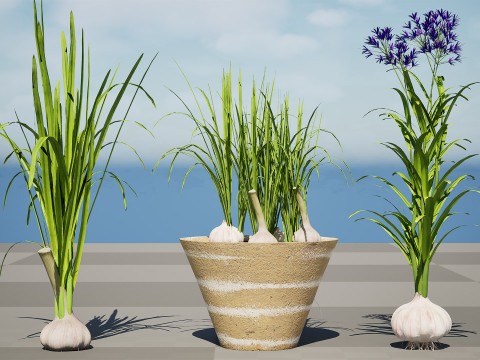 Garlic plant collection Modello 3D