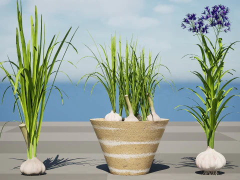 Cole&ccedil;&atilde;o de plantas de alho Modelo 3D