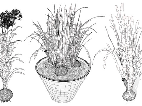 Garlic plant collection Modello 3D