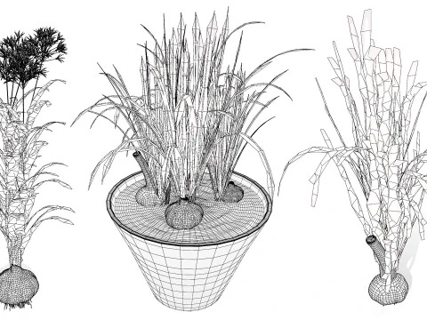 Cole&ccedil;&atilde;o de plantas de alho Modelo 3D