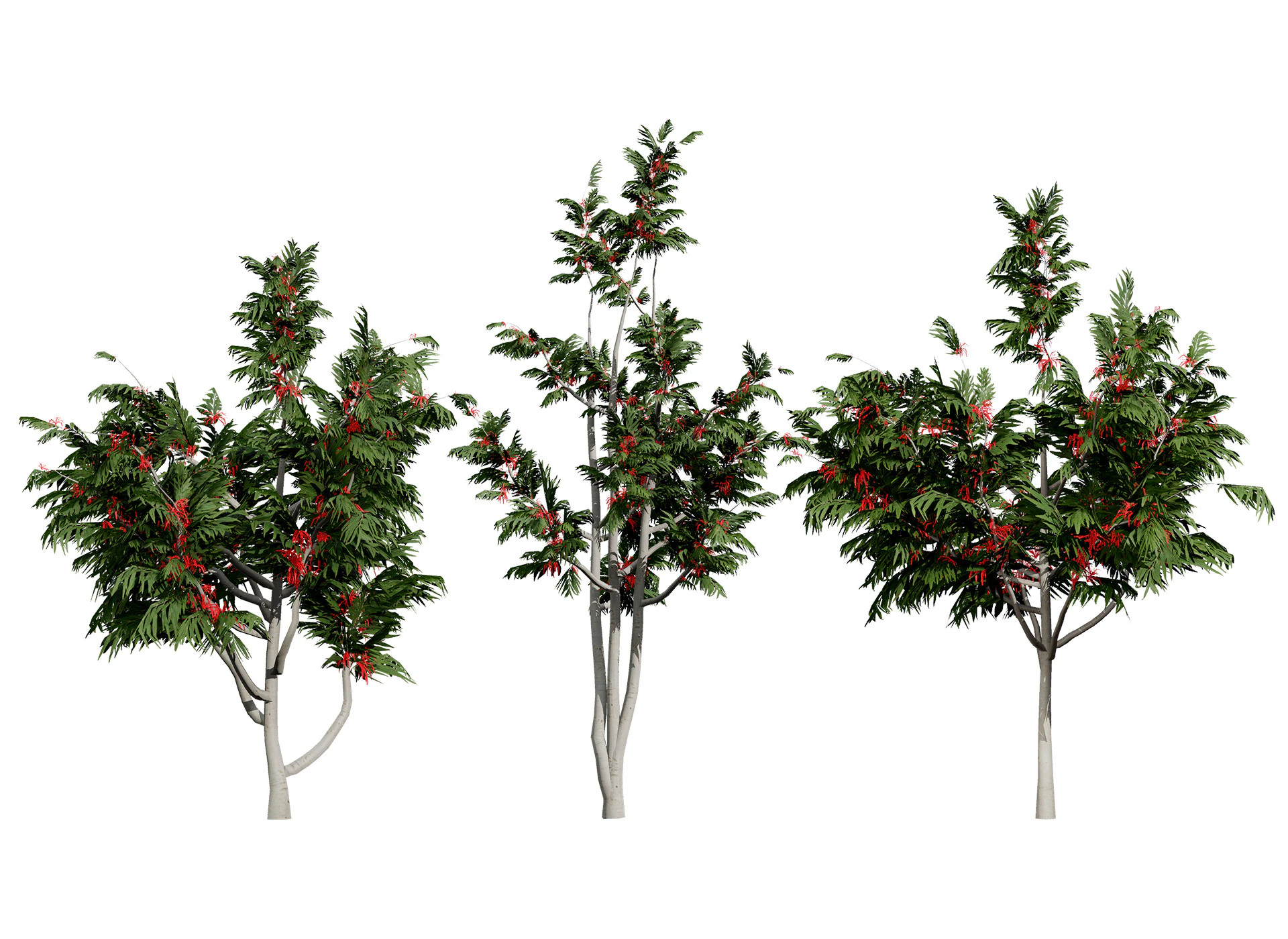 Australian alloxylon flammeum trees 3D Model .c4d .max .obj .3ds .fbx .stl .blend 