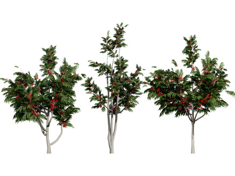 Australian alloxylon flammeum trees 3D Модель