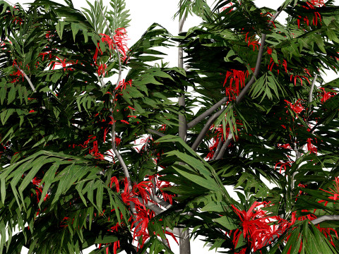 Australian alloxylon flammeum trees 3D Model