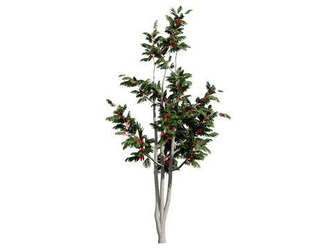 Australian alloxylon flammeum trees 3D Model