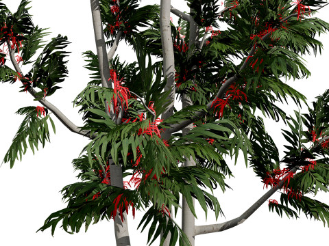 Australian alloxylon flammeum trees 3D Model