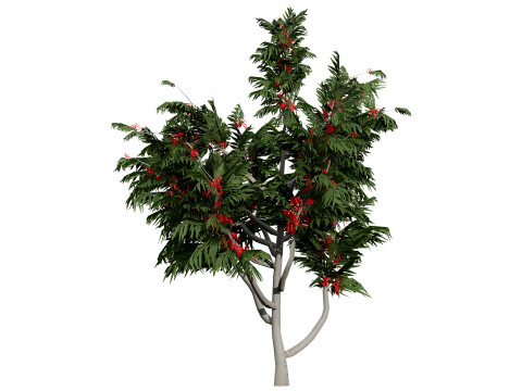Australian alloxylon flammeum trees 3D Model