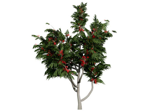 Australian alloxylon flammeum trees 3D Model