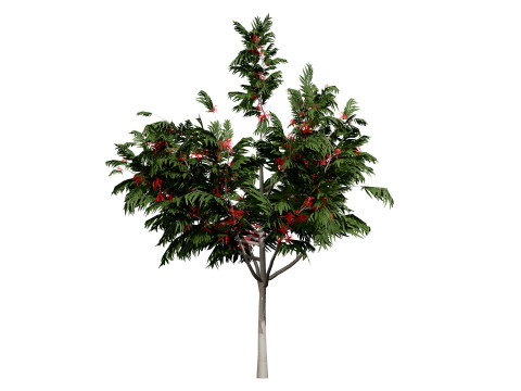 Australian alloxylon flammeum trees 3D Model