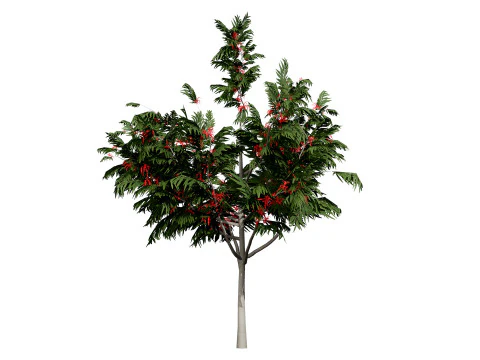Australian alloxylon flammeum trees 3D Model