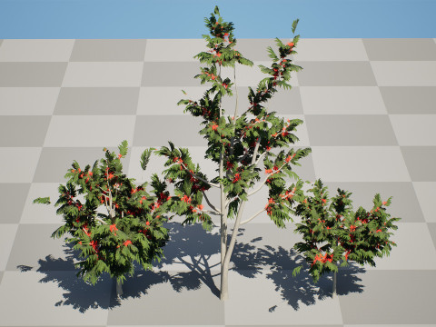 Australian alloxylon flammeum trees 3D Model