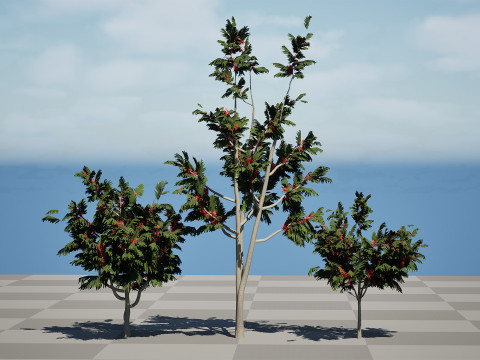 Australian alloxylon flammeum trees 3D Model