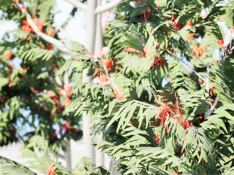 Australian alloxylon flammeum trees 3D Model