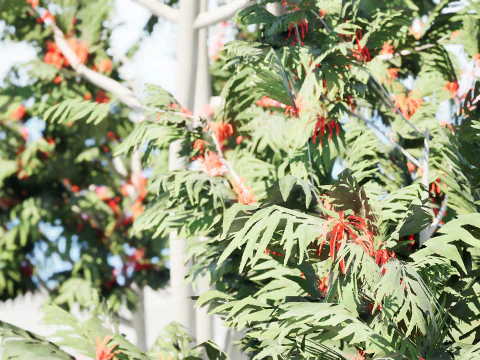 Australian alloxylon flammeum trees 3D Model