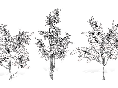 Australian alloxylon flammeum trees 3D Model