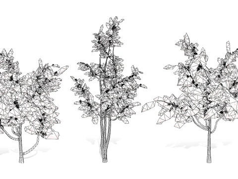 Australian alloxylon flammeum trees 3D Model