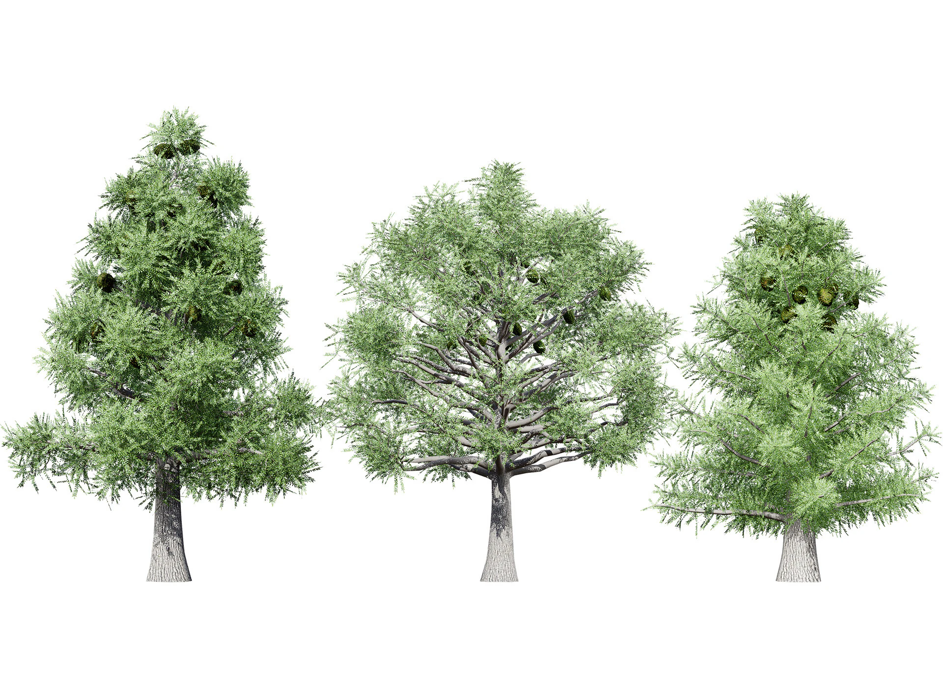 Australian Bunya Pine Trees 3D Model .c4d .max .obj .3ds .fbx .stl .blend 
