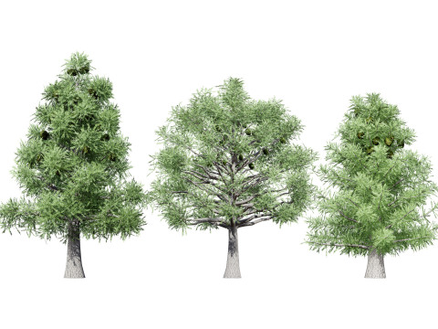 Australian Bunya Pine Trees 3D Модель
