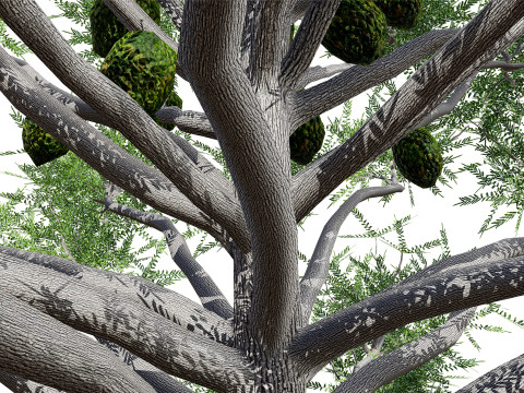 Australian Bunya Pine Trees Modelo 3D