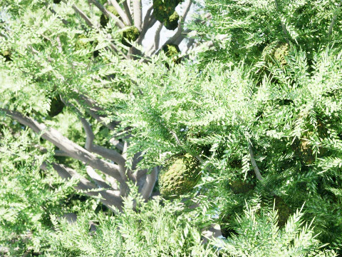 Australian Bunya Pine Trees 3D Model