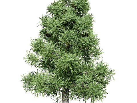 Australian Bunya Pine Trees Modelo 3D
