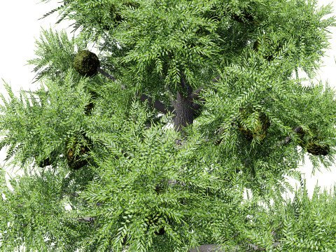 Australian Bunya Pine Trees Modelo 3D