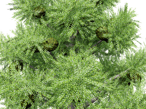 Australian Bunya Pine Trees Modelo 3D