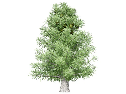 Australian Bunya Pine Trees 3D Model