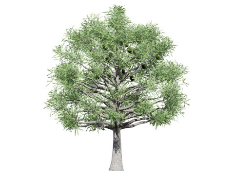 Australian Bunya Pine Trees Modelo 3D