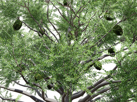 Australian Bunya Pine Trees Modelo 3D
