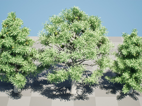 Australian Bunya Pine Trees Modelo 3D