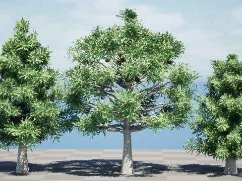 Australian Bunya Pine Trees Modelo 3D