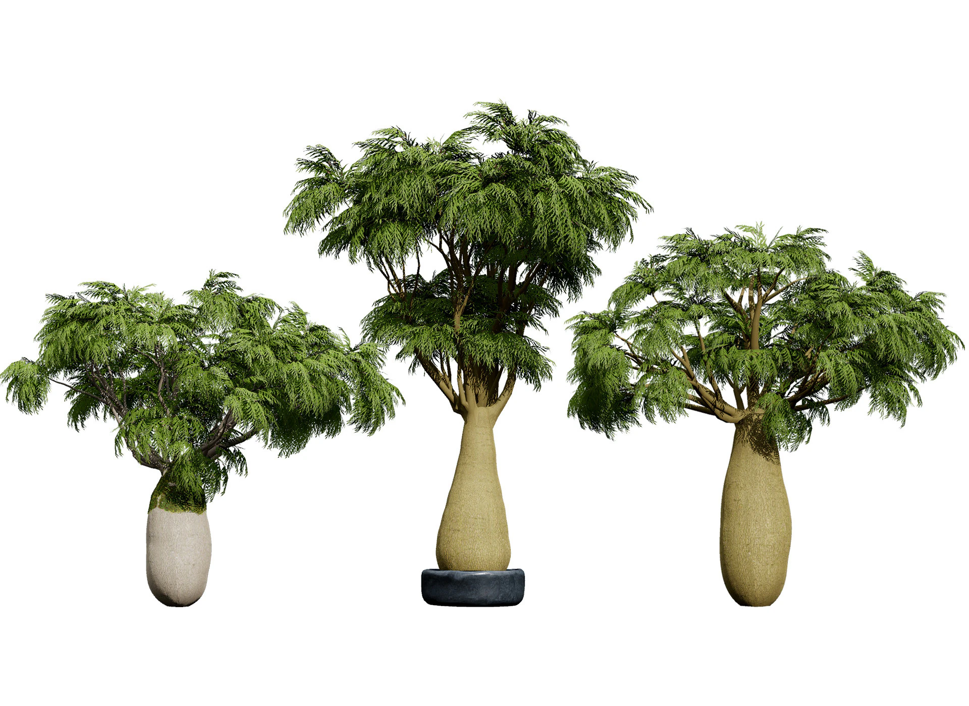 Australian Brachychiton Rupestris 3D Model .c4d .max .obj .3ds .fbx .stl .blend 