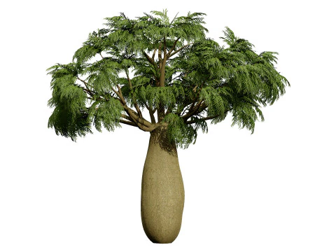 Australian Brachychiton Rupestris 3D Model
