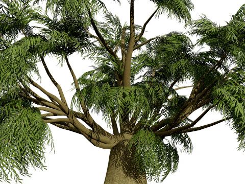 Australian Brachychiton Rupestris 3D Model