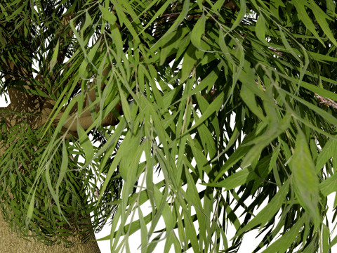 Australian Brachychiton Rupestris Modelo 3D