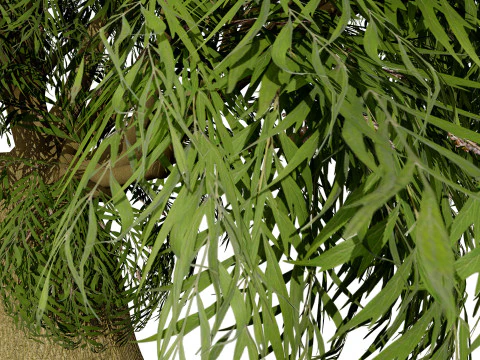 Australian Brachychiton Rupestris 3D Model