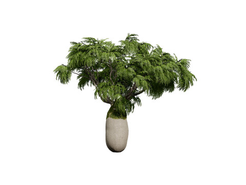 Australian Brachychiton Rupestris Modelo 3D