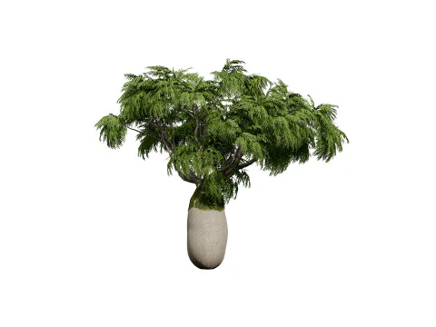 Australian Brachychiton Rupestris 3D Model