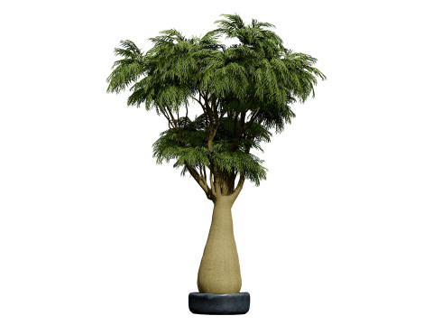 Australian Brachychiton Rupestris Modelo 3D