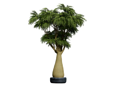 Australian Brachychiton Rupestris 3D Model